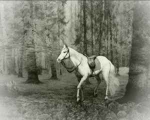 150812 - SK - KIM IL SUNG - Die Geschichte über einen Schimmel