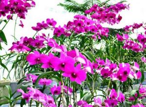 KIM IL SUNG Blumen 1